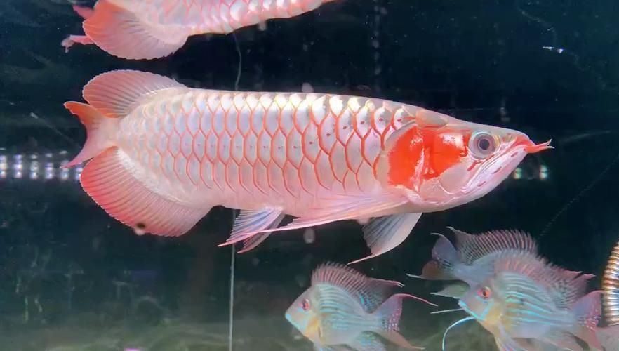 白玉紅龍魚的飼養(yǎng)方法有哪些？，白玉紅龍魚的飼養(yǎng)方法