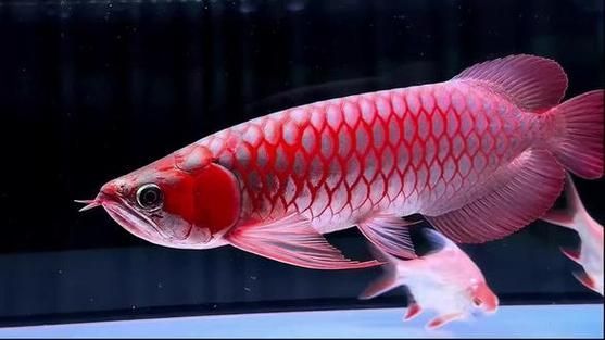 白玉紅龍魚的飼養(yǎng)方法有哪些？，白玉紅龍魚的飼養(yǎng)方法