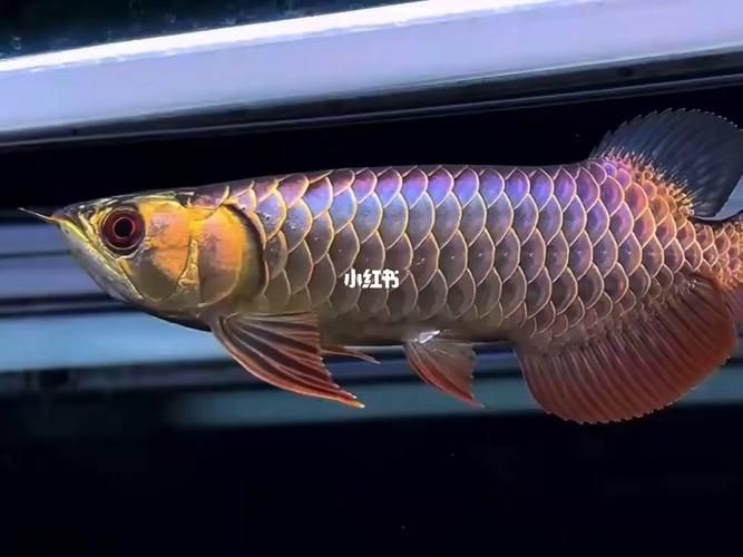 哪里可以找到古典金龍魚的高清圖片？，古典金龍魚的高清圖片辨識(shí)圖鑒，古典過背金龍魚的辨識(shí)圖鑒