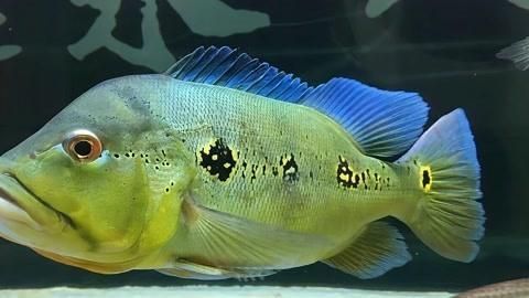 藍帆三間魚和祥龍魚場有何歷史淵源，“藍帆三間魚與祥龍魚場之間的歷史淵源思考完成銷售