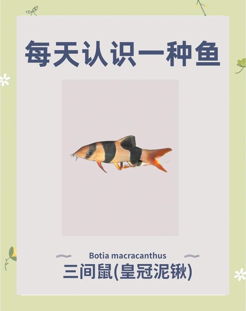 如何判斷三間鼠魚的質量，如何判斷三間鼠魚是否健康？