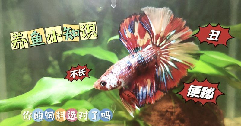 如何判斷魚飼料的質(zhì)量好壞，判斷魚飼料質(zhì)量好壞的五大方法系統(tǒng)鑒別魚飼料質(zhì)量的詳細(xì)指南 如何判斷魚飼料的質(zhì)量好壞，判斷魚飼料質(zhì)量好壞的五大方法系統(tǒng)鑒別魚飼料質(zhì)量的詳細(xì)指南 龍魚百科 第2張