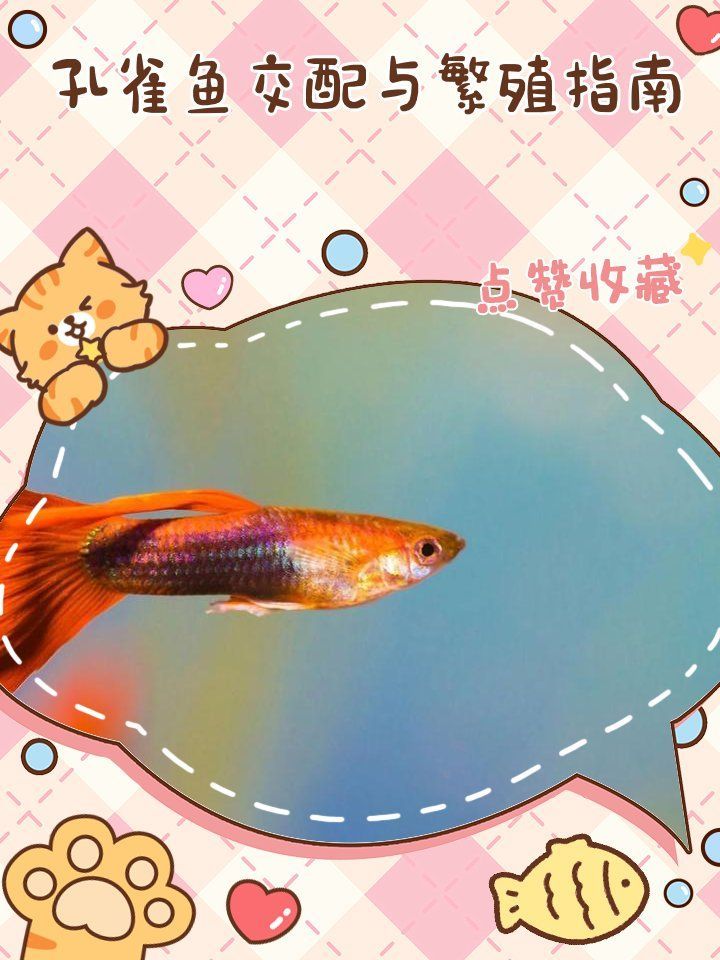 孔雀魚繁殖需要哪些條件，孔雀魚繁殖需要哪些條件，孔雀魚繁殖需要滿足哪些條件 孔雀魚繁殖需要哪些條件，孔雀魚繁殖需要哪些條件，孔雀魚繁殖需要滿足哪些條件 龍魚百科 第1張