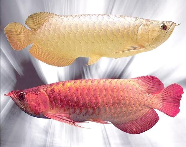給我推薦一些中國龍魚品種的圖片，中國常見龍魚品種的對比表 給我推薦一些中國龍魚品種的圖片，中國常見龍魚品種的對比表 龍魚百科 第6張