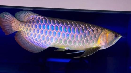 給我一些古典金龍魚的圖片，古典金龍魚選購避坑指南