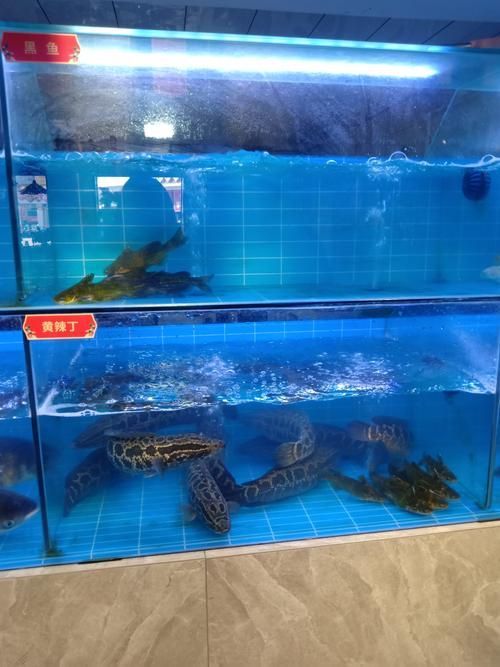 如何聯系鳳陽龍魚市場的供應商？，鳳陽龍魚市場供應商聯系鳳陽龍魚市場供應商聯系方式