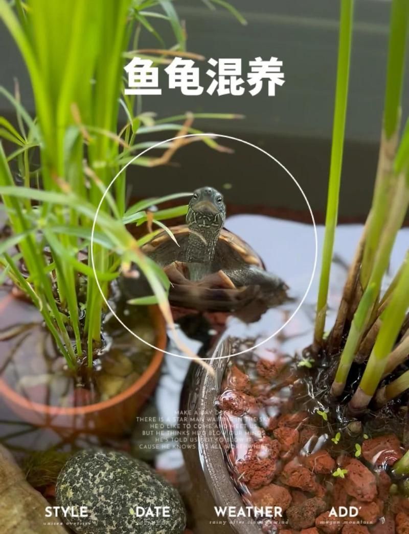 龜魚同缸有哪些成功案例