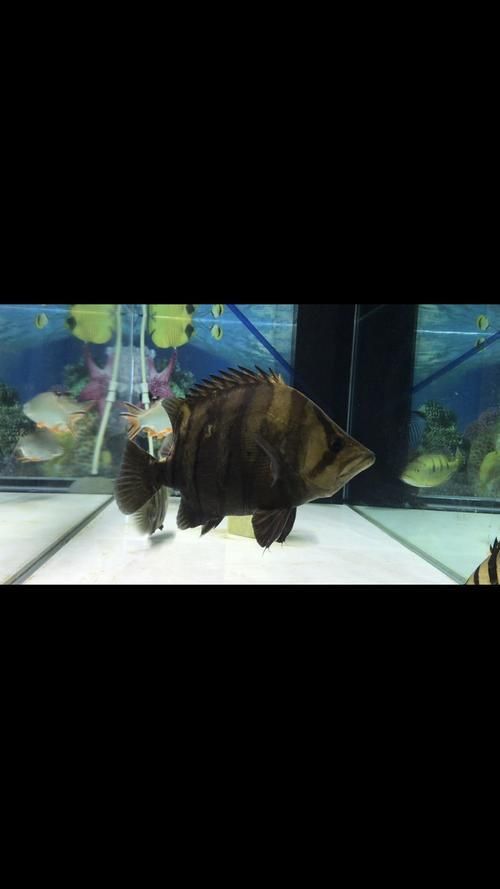 星點金龍魚和祥龍魚場有何歷史淵源，星點金龍魚與祥龍魚場