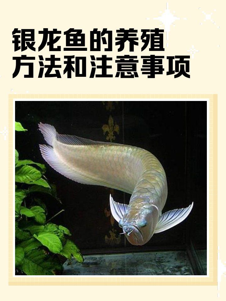 大銀龍魚的養(yǎng)殖技術有哪些難點，養(yǎng)大銀龍魚，不是“養(yǎng)魚”，