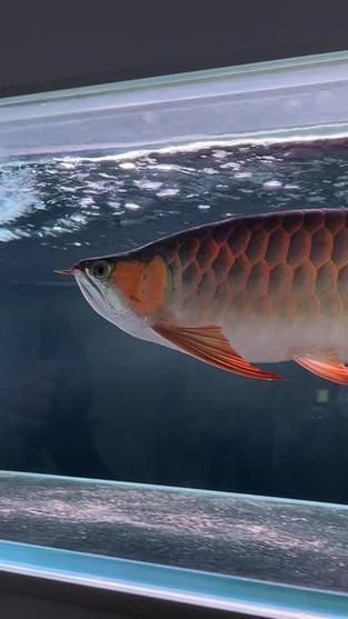 如何預防戰車紅龍魚生病？ 如何預防戰車紅龍魚生病？ 龍魚百科 第6張