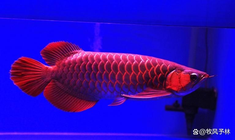 如何辨別樂東黎族龍魚的品質(zhì)，如何辨別樂東黎族龍魚的品質(zhì)，