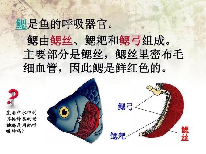 能否提供一張影響魚類呼吸的示意圖，影響魚類呼吸的因素