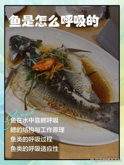 能否提供一張影響魚類呼吸的示意圖，影響魚類呼吸的因素