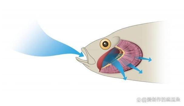 能否提供一張影響魚類呼吸的示意圖，影響魚類呼吸的因素