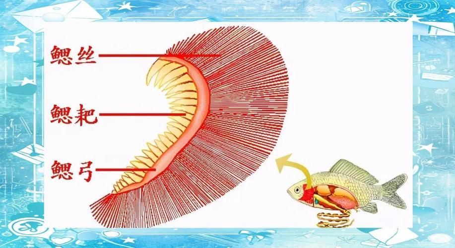 能否提供一張影響魚類呼吸的示意圖，影響魚類呼吸的因素