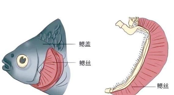 能否提供一張影響魚類呼吸的示意圖，影響魚類呼吸的因素