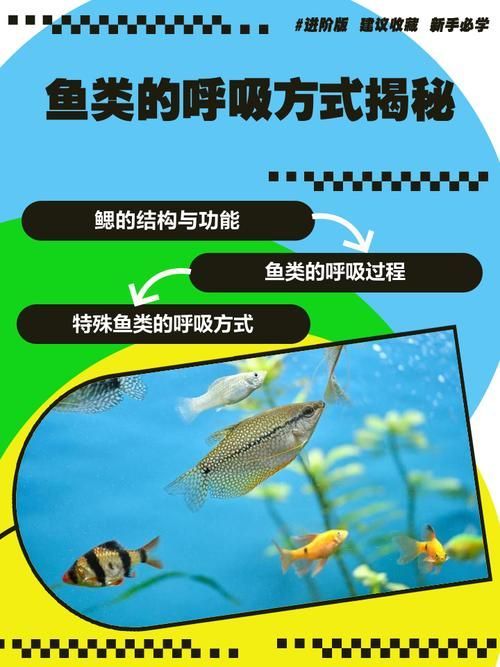 能否提供一張影響魚類呼吸的示意圖，影響魚類呼吸的因素