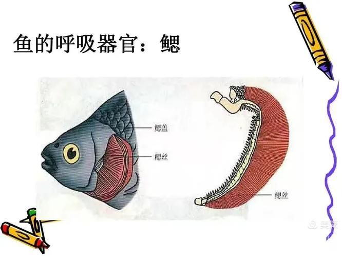 能否提供一張影響魚類呼吸的示意圖，影響魚類呼吸的因素