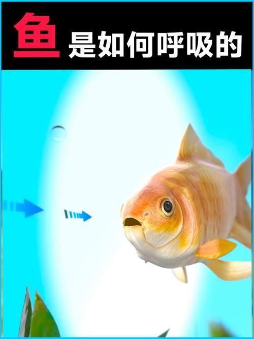 能否提供一張影響魚類呼吸的示意圖，影響魚類呼吸的因素