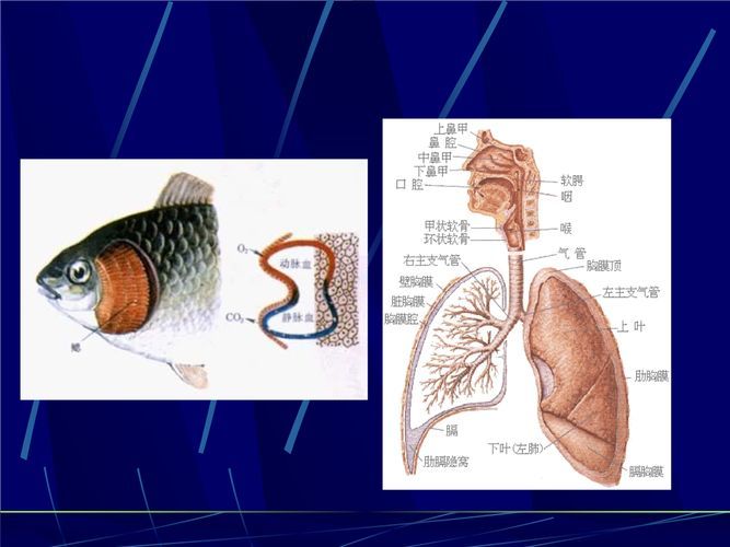 能否提供一張影響魚類呼吸的示意圖，影響魚類呼吸的因素