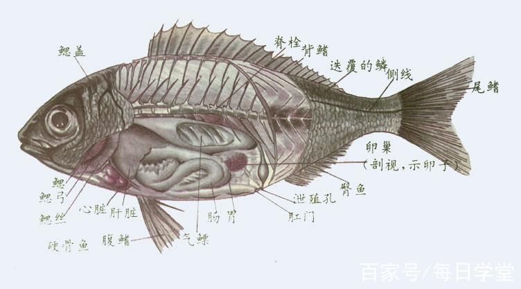 能否提供一張影響魚類呼吸的示意圖，影響魚類呼吸的因素