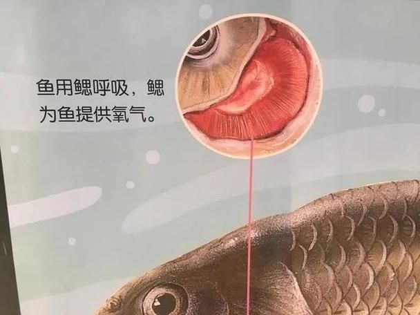 能否提供一張影響魚類呼吸的示意圖，影響魚類呼吸的因素