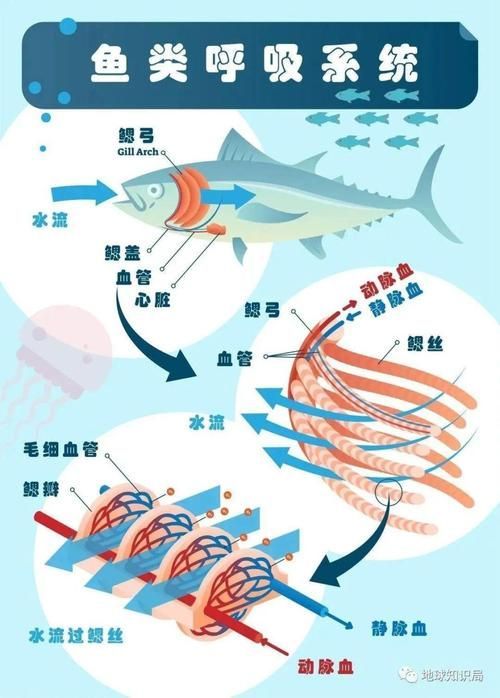 能否提供一張影響魚類呼吸的示意圖，影響魚類呼吸的因素