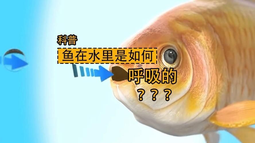 能否提供一張影響魚類呼吸的示意圖，影響魚類呼吸的因素