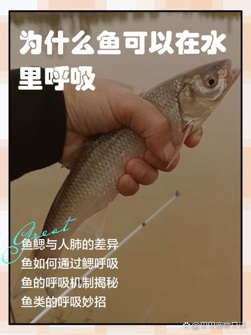 能否提供一張影響魚類呼吸的示意圖，影響魚類呼吸的因素