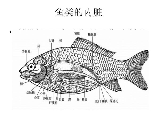 能否提供一張影響魚類呼吸的示意圖，影響魚類呼吸的因素
