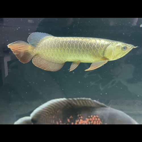 金頭過背金龍魚的特點是什么？，金頭過背金龍魚的特點和選購技巧