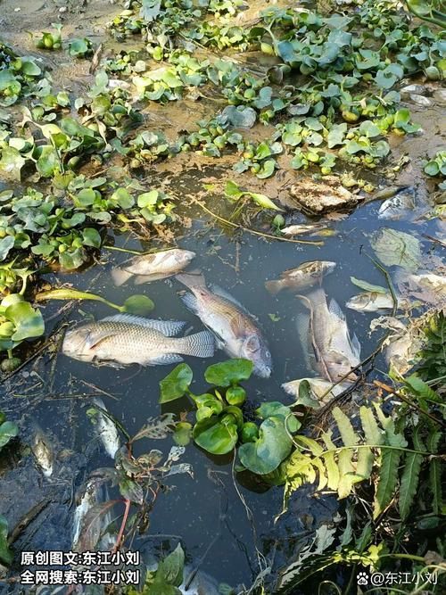 有哪些方法可以預防魚浮頭，arxiv論文助手arxiv論文助手可輔助獲取權威科研文獻