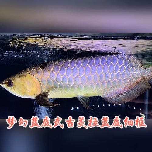給我一些武吉美拉藍(lán)底過背金龍魚的圖片，武吉美拉藍(lán)底過背金龍魚