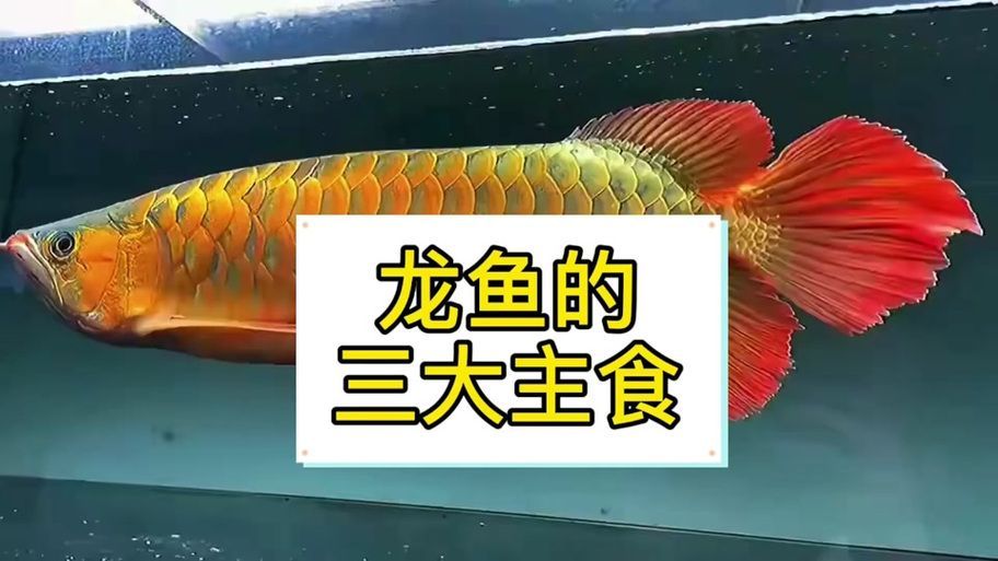 有哪些餌料可以搭配蝦肉喂龍魚？，有哪些餌料可以搭配蝦肉喂龍魚,蝦肉喂龍魚的優(yōu)質(zhì)餌料