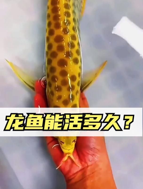 龍魚一般能活多久，一條龍魚能活多少年？