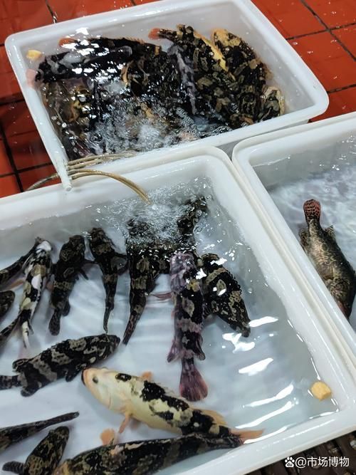 海珠龍魚的市場走勢如何，廣州海珠水產市場龍魚交易