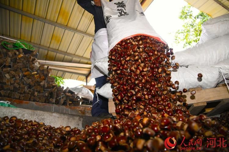 寬城滿族龍魚的市場價格走勢
