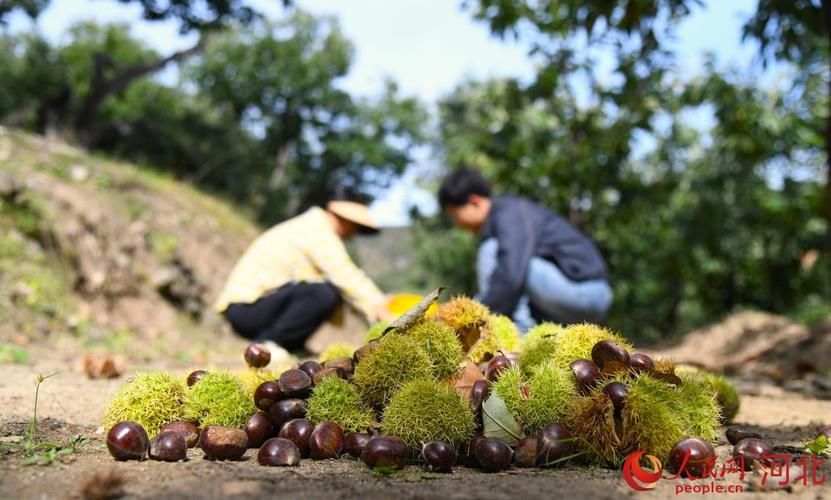 寬城滿族龍魚的市場價格走勢