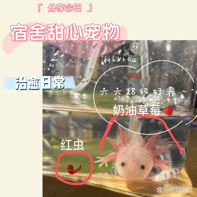 如何判斷自己是否適合養六角恐龍，六角恐龍適合養六角恐龍時，有幾個關鍵因素要考慮，您需要考慮