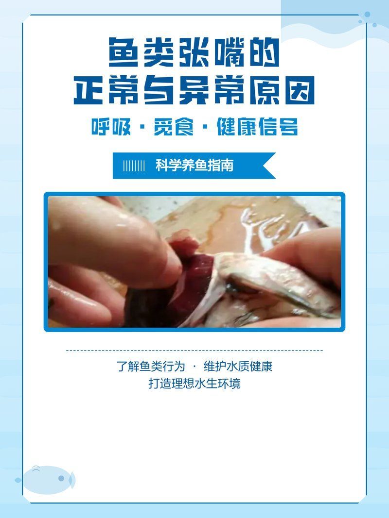 金龍魚(yú)張嘴是正?，F(xiàn)象嗎，金龍魚(yú)張嘴是正?，F(xiàn)象嗎金龍魚(yú)張嘴是正?，F(xiàn)象嗎