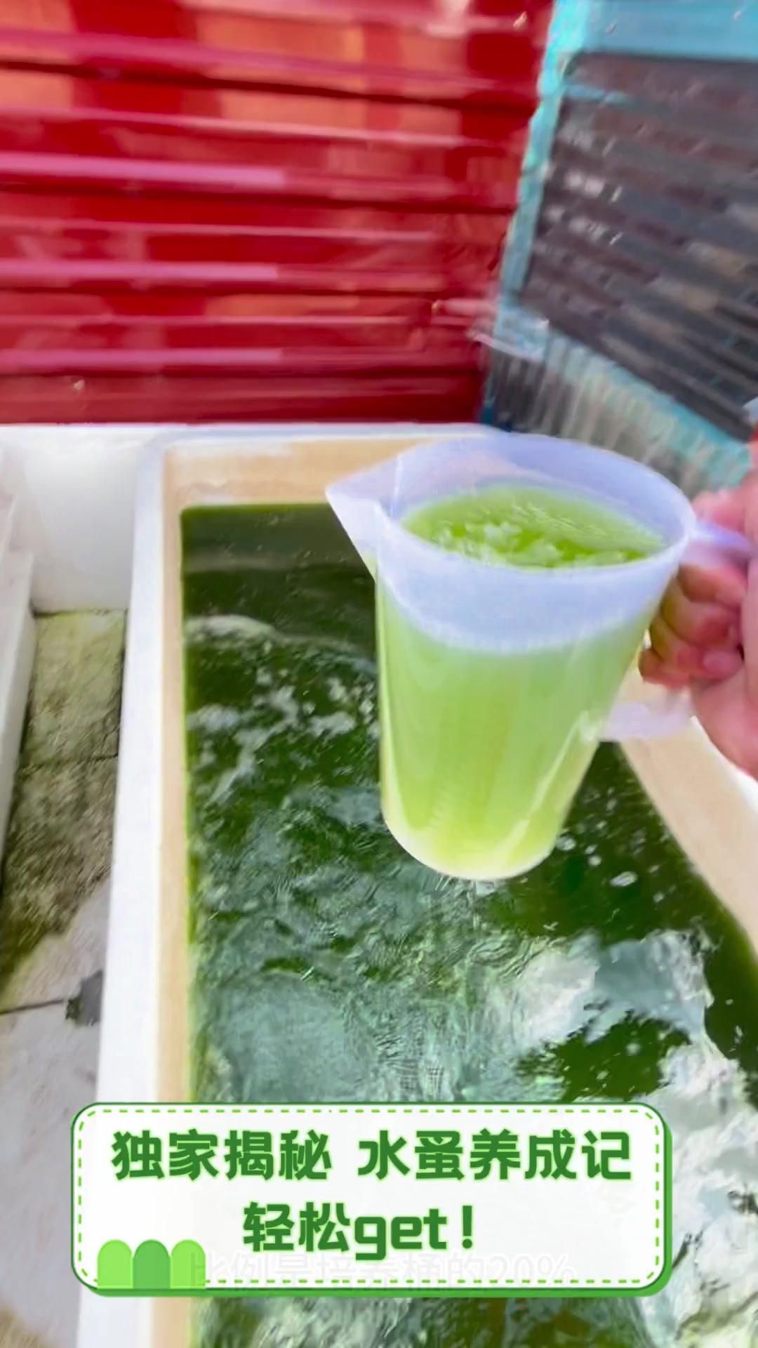 推薦一些適合虎斑恐龍魚的活餌，虎斑恐龍魚養成記