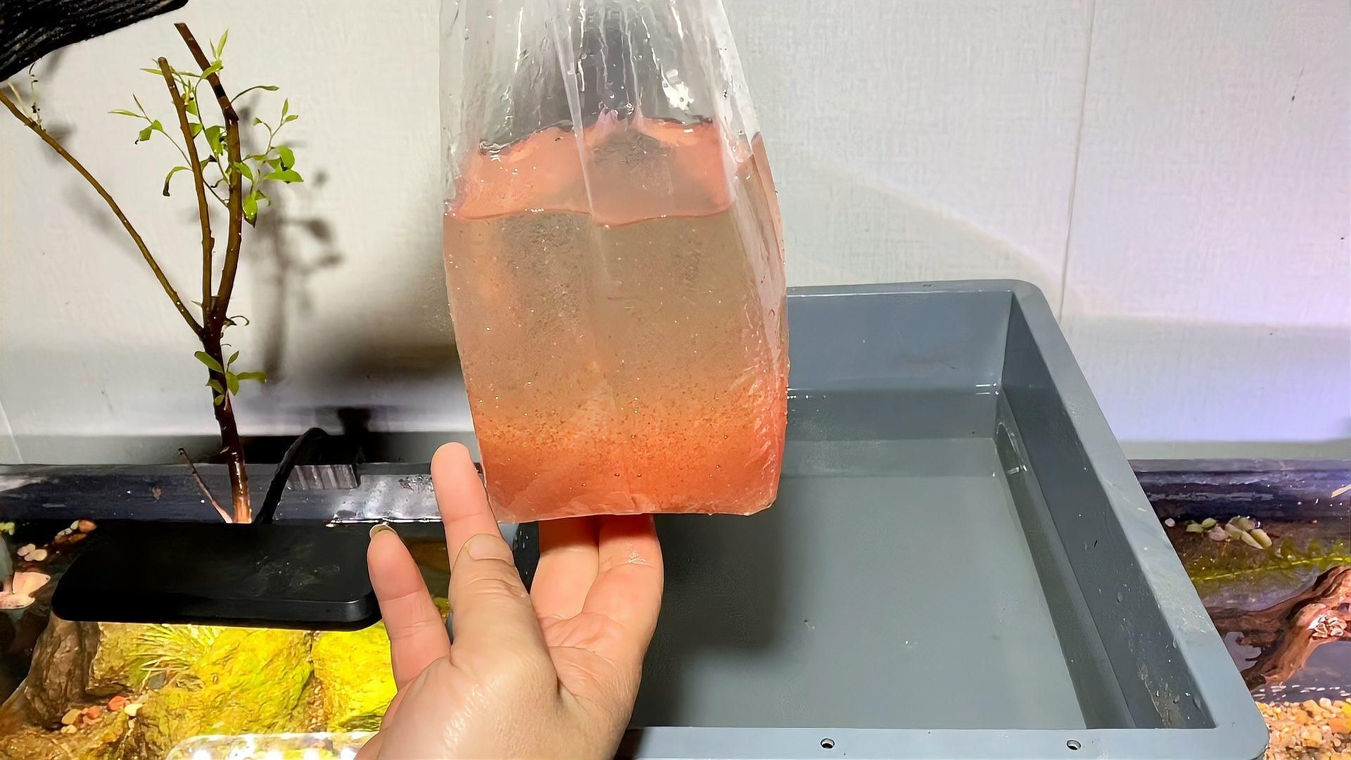推薦一些適合虎斑恐龍魚的活餌，虎斑恐龍魚養成記