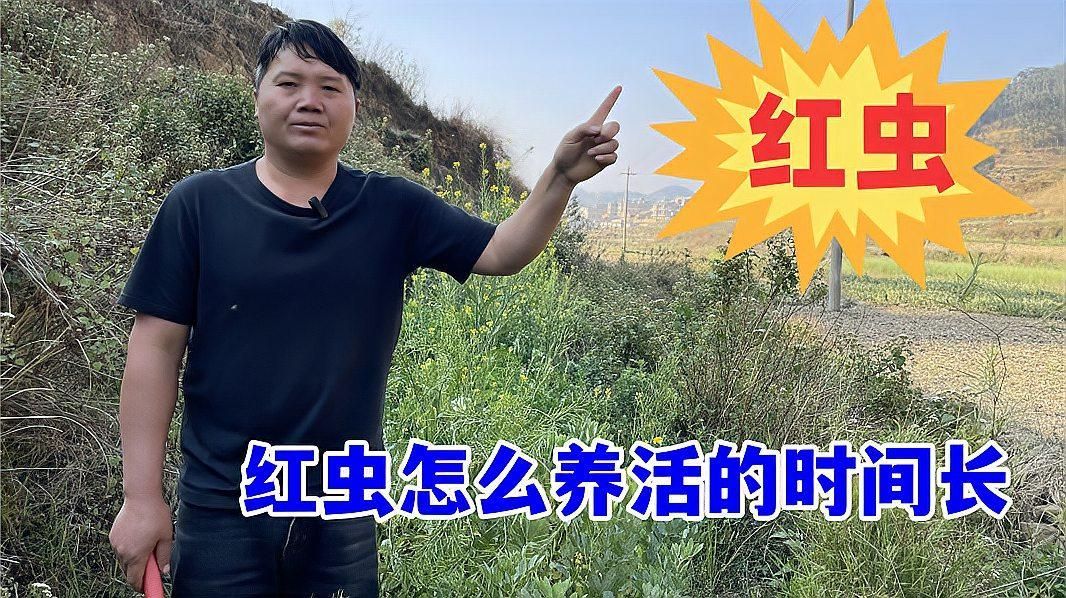 推薦一些適合虎斑恐龍魚的活餌，虎斑恐龍魚養成記