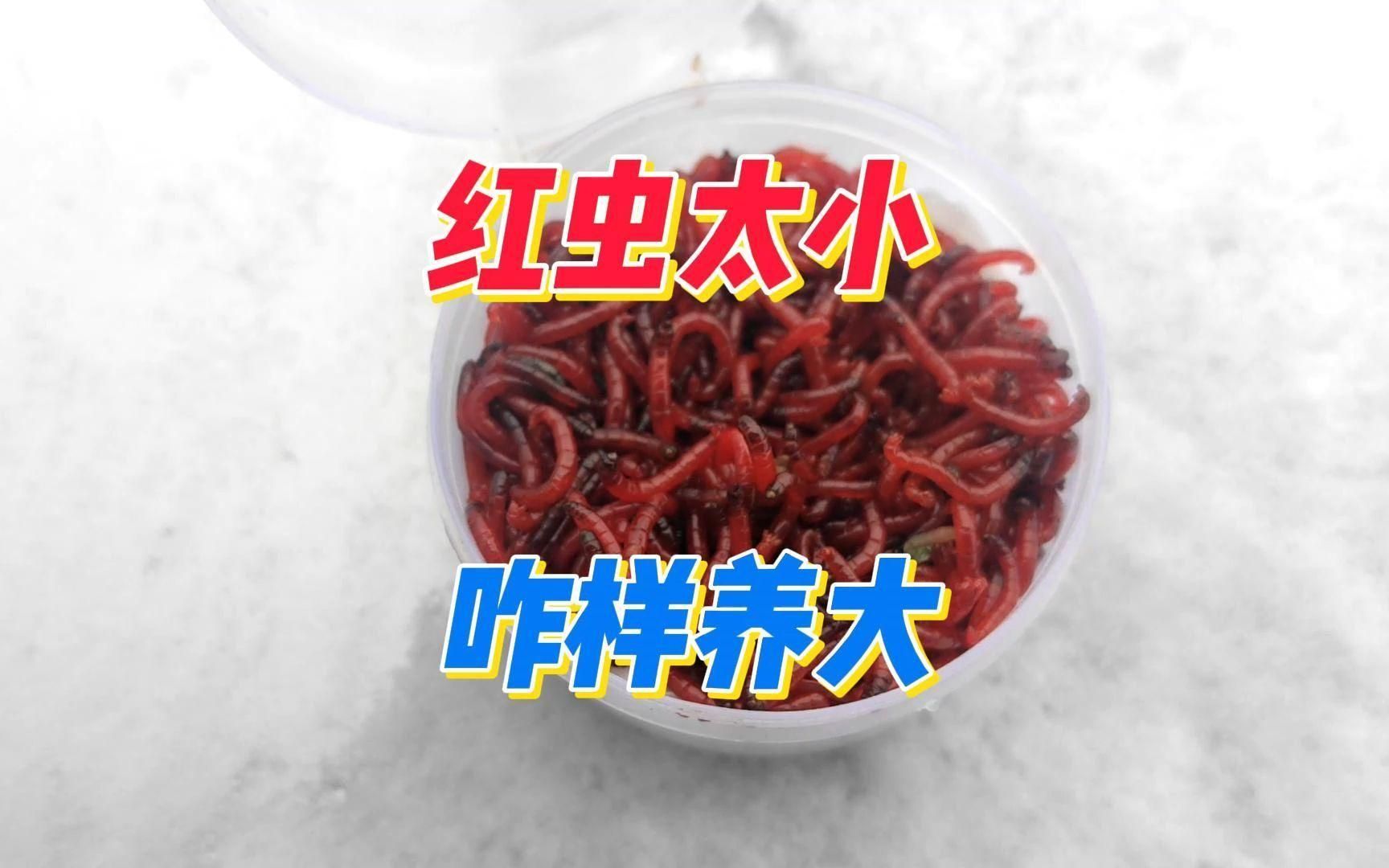 推薦一些適合虎斑恐龍魚的活餌，虎斑恐龍魚養成記
