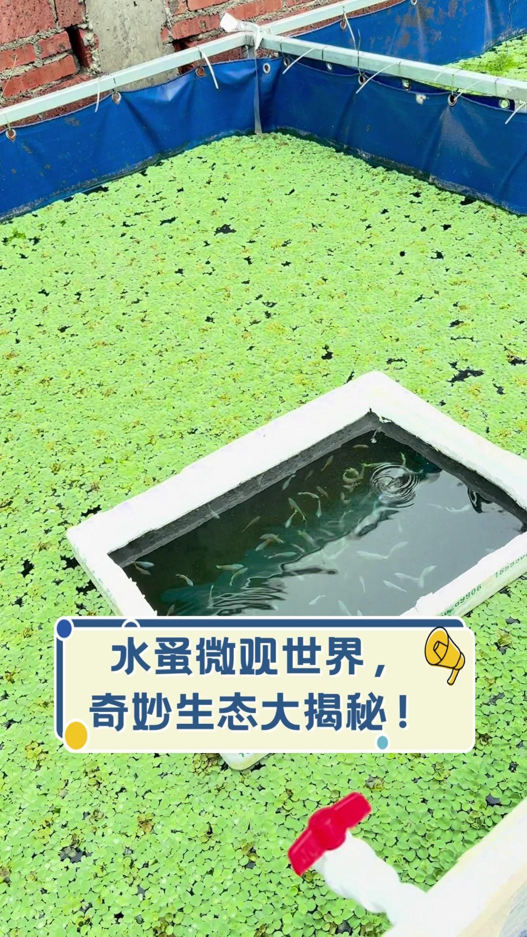 推薦一些適合虎斑恐龍魚的活餌，虎斑恐龍魚養成記