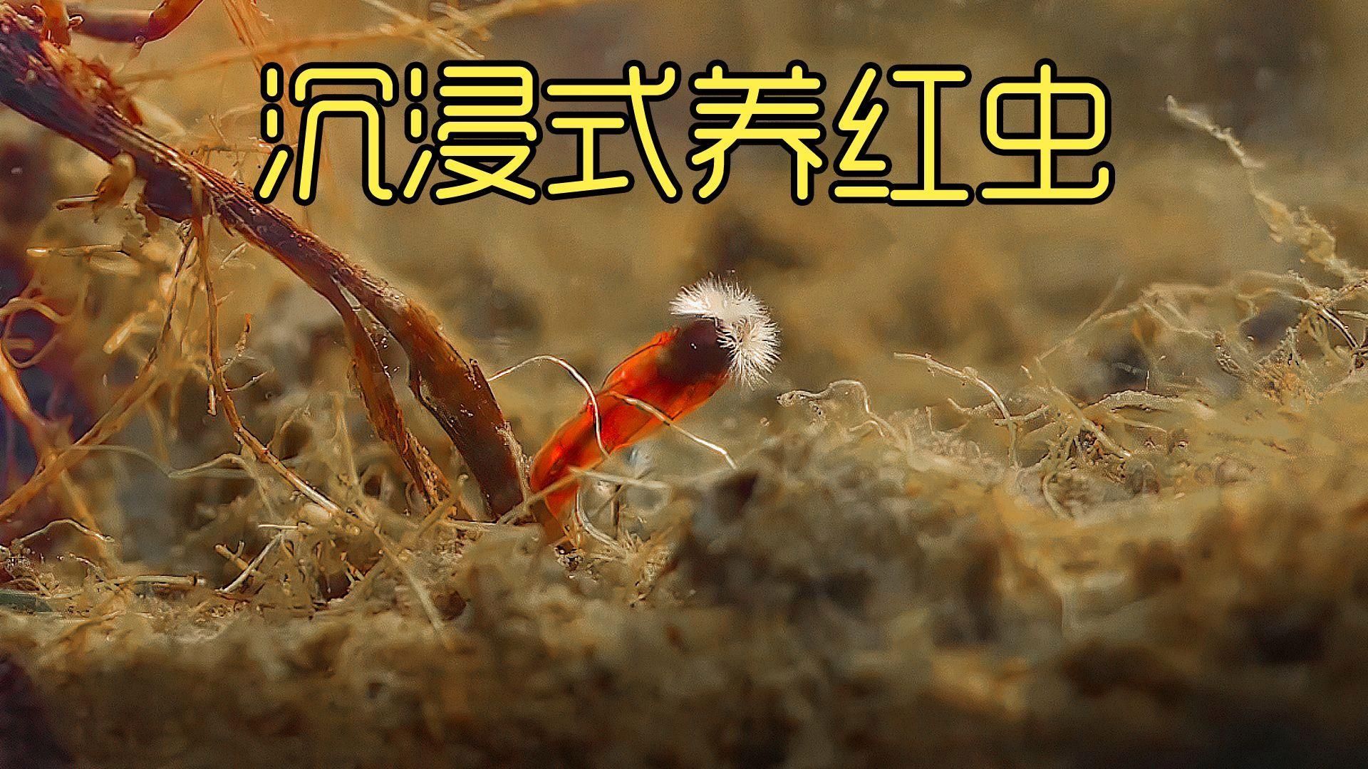 推薦一些適合虎斑恐龍魚的活餌，虎斑恐龍魚養成記