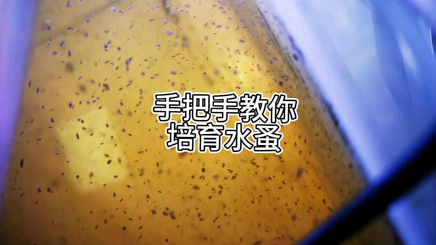 推薦一些適合虎斑恐龍魚的活餌，虎斑恐龍魚養成記