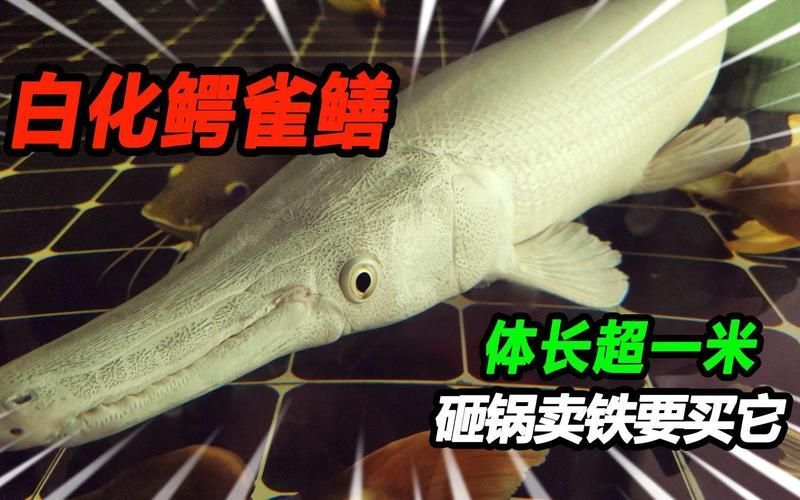 白化火箭魚的繁殖方法是什么？