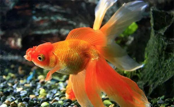 有哪些方法可以預防金魚趴缸，如何預防金魚趴缸