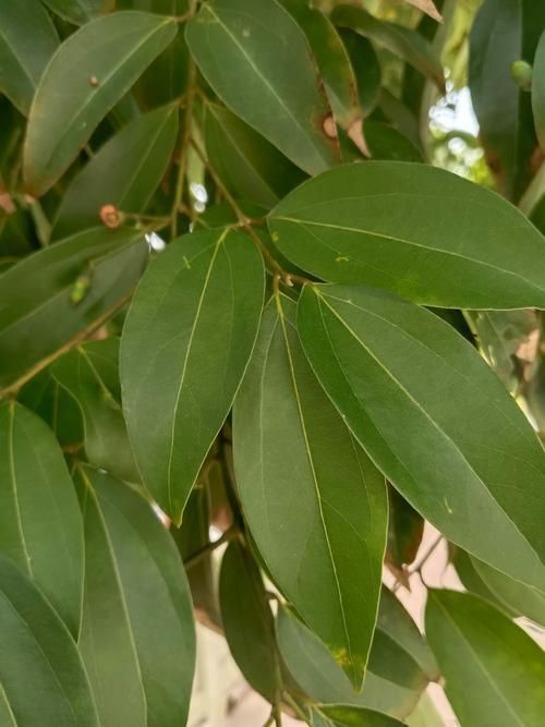 如何正確使用中草藥治療魚虱,中草藥治療魚虱的規范操作指南 龍魚百科 第6張 如何正確使用中草藥治療魚虱,中草藥治療魚虱的規范操作指南 如何正確使用中草藥治療魚虱,中草藥治療魚虱的規范操作指南 龍魚百科 第6張